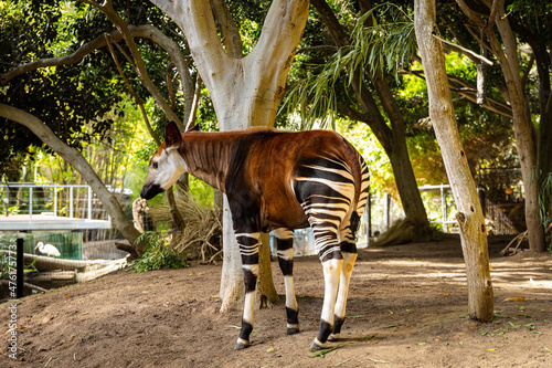 Фотография Brown okapi standing under a tree in the zoo