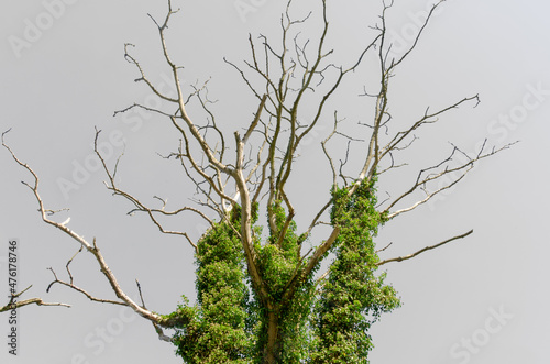 Obraz w ramie Efeu umrankt eine Baum im Herbst