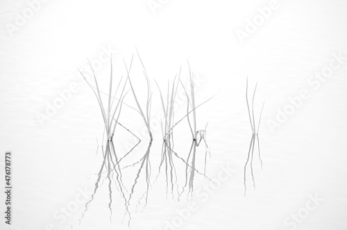 zarte Gräser spiegeln sich im Wasser in Schwarz-Weiß