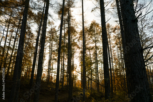 秋の森の夕暮れ