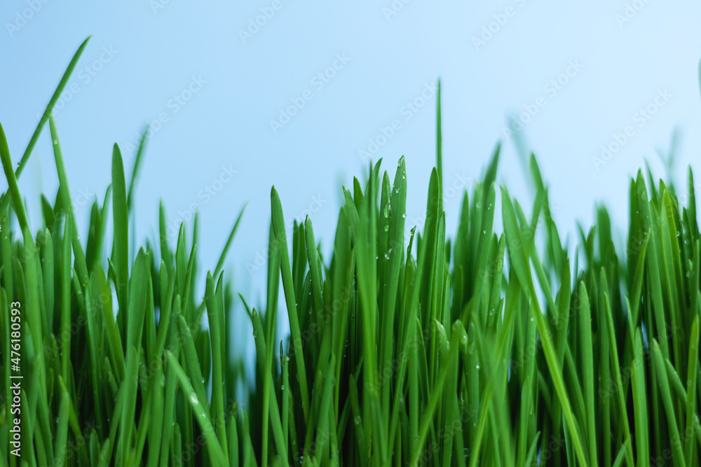 Green grass on a blue sky background