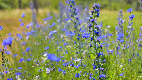 Echium vulgare. beautiful wildflowers. blue flowers, summer floral background. close-up. bokeh. beautiful nature. blooming meadow in sunny weather © Oleksandr Filatov