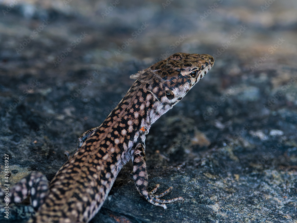 Lizard in its natural environment. Lizard in its natural environment.