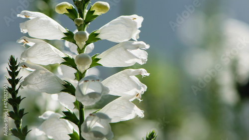 Physostegia. White flowers of bedient plant or obedience or false dragonhead, Physostegia virginiana close up. floral background photo