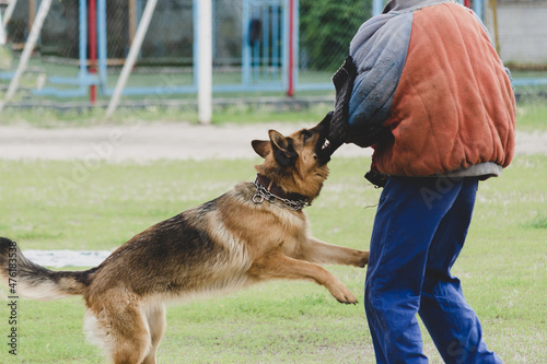 German Shepherd attacks a person in special protective clothing.