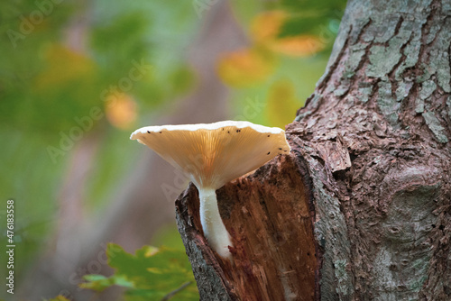 Closeup of an oyster mushroom (Pleurotus ostreatus), Norman Bird Sanctuary, Middletown, RI, USA photo