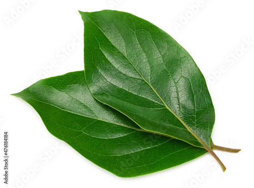 leaves of persimmons isolated on white background. clipping path photo