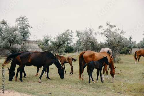 Horses eat grass in the field nature mammals