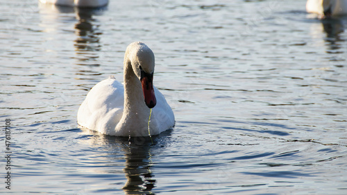 White swan on the water surface. beautiful bird swims on the river. swan in the lake. close-up, wet bird. nature, habitat