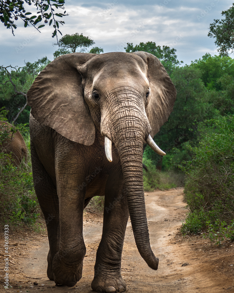 Elephant bull in the road / Makuleke - Pafuri, Northern Kruger National Park, South Africa