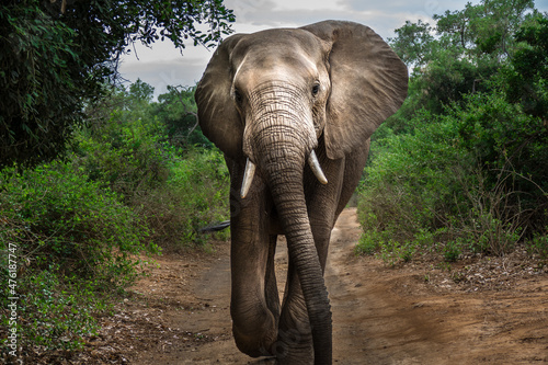 Big Elephant in the Limpopo riverine forest, walking towards the photographer