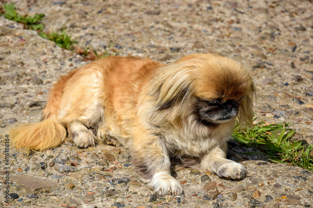 Pekingese dog is resting on rocky path in park. Pekingese is  sacred dog of Chinese emperors, bred in ancient China over 2000 years ago. Close-up.