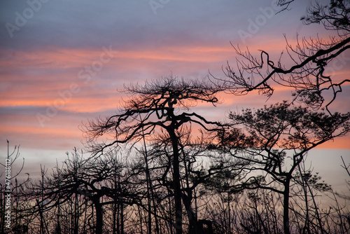 Sunset in winter evenings and deadly dried trees