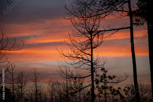 Sunset in winter evenings and deadly dried trees