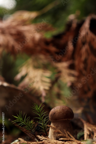 Shallow focus of a Suillus luteus fungs mushrooms on the grassland in the forest photo