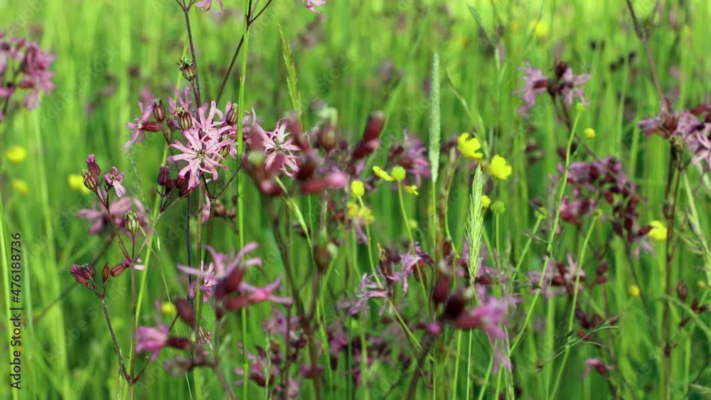 Close-up of flowering flos-cuculi or Ragged robin flower in green flowering meadow Close-up of flowering flos-cuculi or Ragged robin flower in green flowering meadow