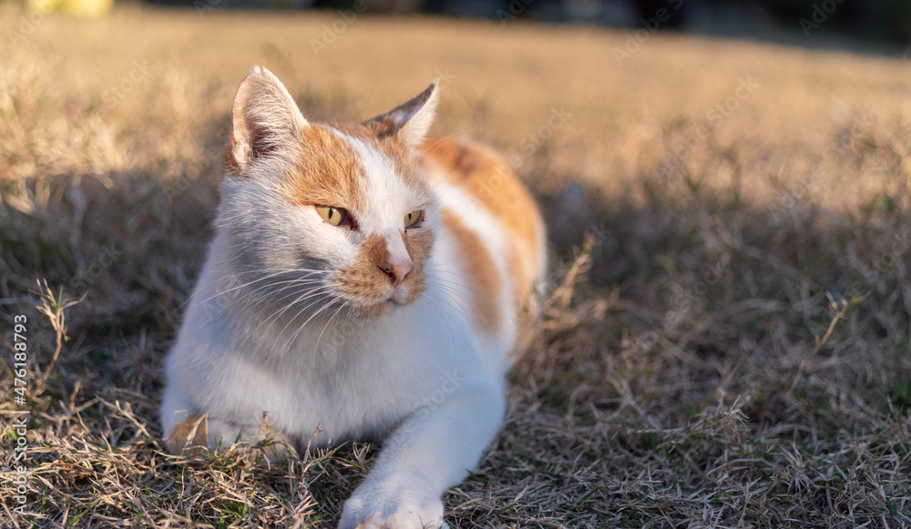 見つめる猫 茶白猫 見つめる猫 茶白猫