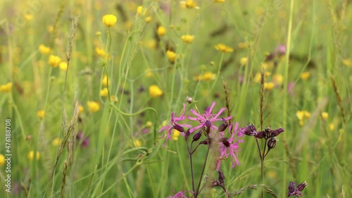 Close-up of flowering  flos-cuculi or Ragged robin flower in green flowering meadow photo