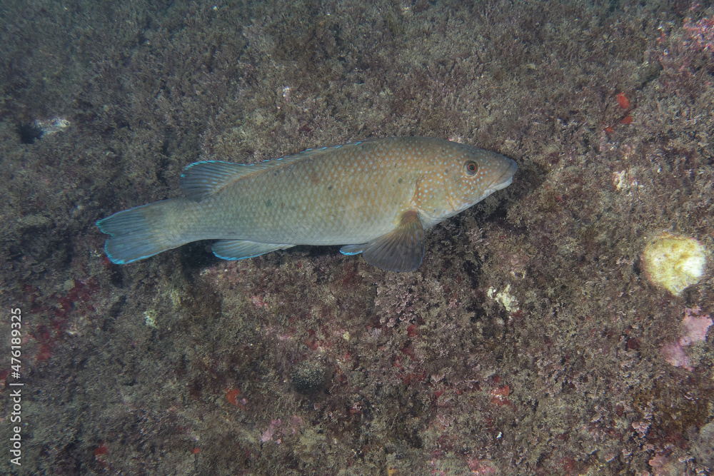 Brown wrasse or Cuckoo wrasse (Labrus merula) in Mediterranean Sea Brown wrasse or Cuckoo wrasse (Labrus merula) in Mediterranean Sea