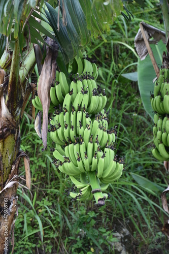 Bunch of Green Bananas Hanging on Tree in Vietnam