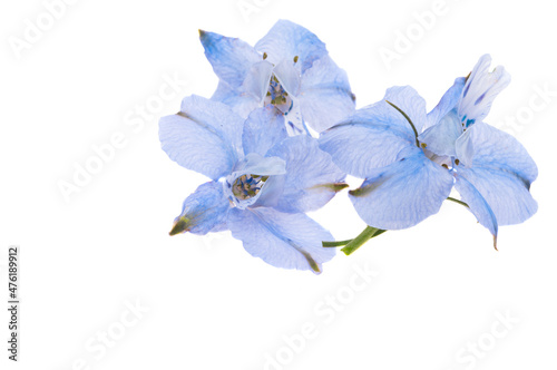 Fotografia flower of blue wild delphinium isolated
