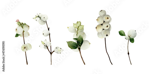 Hand-drawn snowberry twigs illustrations set. Winter and spring berries plants. Botanical elements for greeting cards design, wedding invitations, decor isolated on white background 