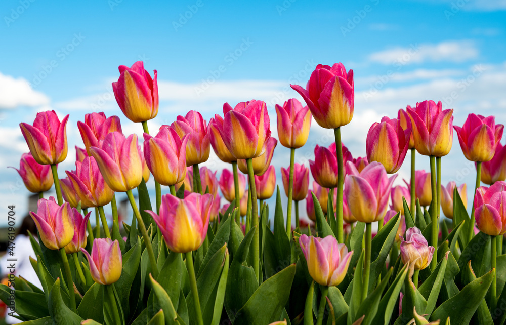 beautiful tulips in the park on a sunny day in spring