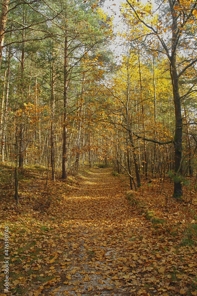 forest in the Swietokrzyski Mountains