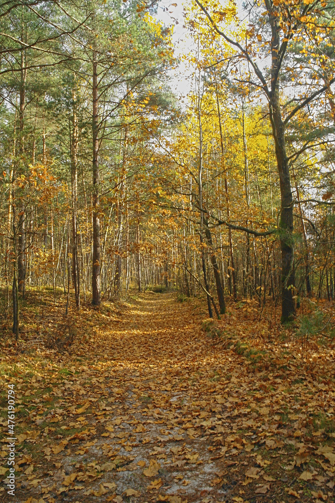 forest in the Swietokrzyski Mountains