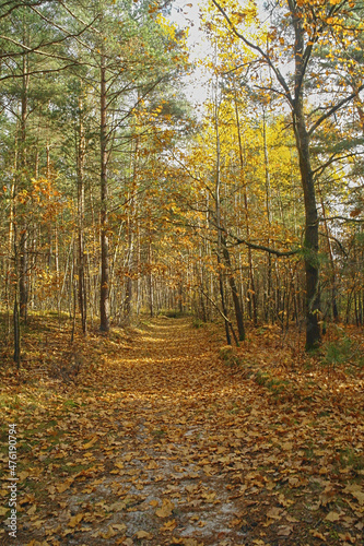 forest in the Swietokrzyski Mountains