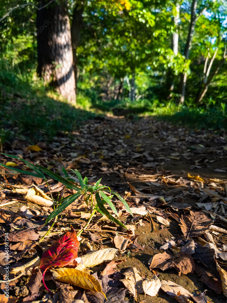 Fallen leaves in a nature park path (Tamagawadai park, Ota-ku, Tokyo, Japan) Fallen leaves in a nature park path (Tamagawadai park, Ota-ku, Tokyo, Japan)