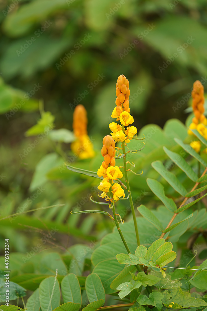 Close up Ringworm bush flower with blur background. Close up Ringworm bush flower with blur background.