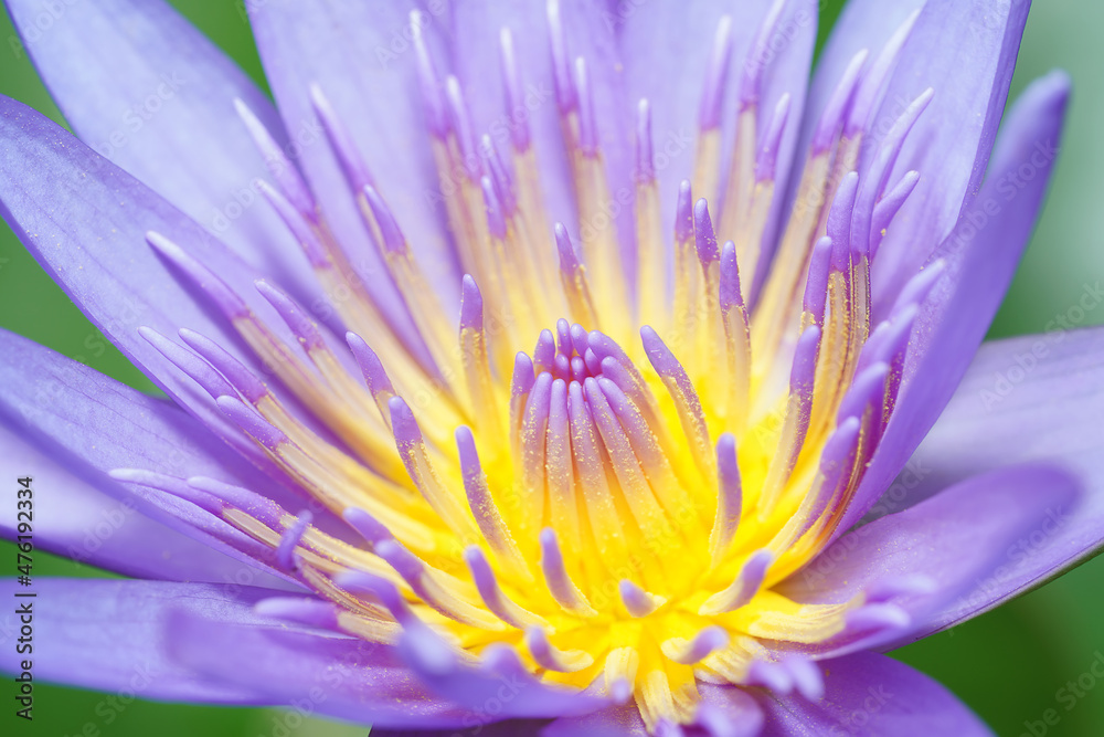 Fototapeta premium Close up water lily flower.