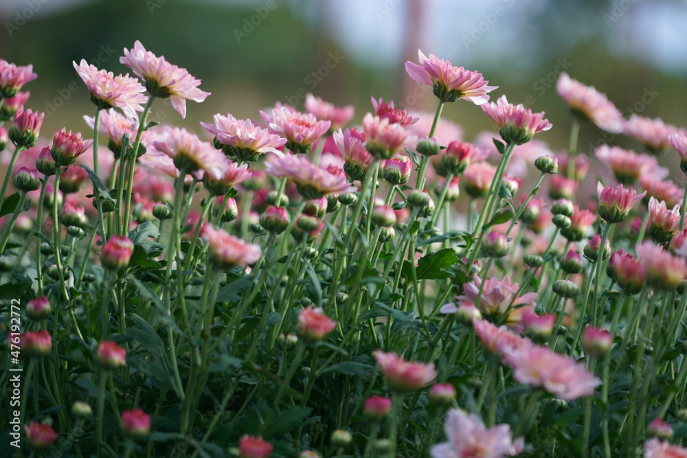 Pink Chrysanthemum garden Pink Chrysanthemum garden