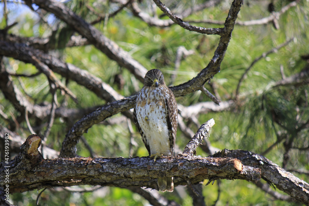 Red-Tailed Hawk in Pine Tree