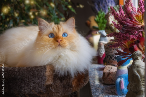 Photos Cat sitting on a scratchpost at a christmassy decorated windowsill