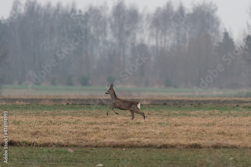 Roe deer in the field. Game in Poland. Fall season in nature. © PhotoRK