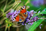 butterfly on the blue Buddleja davidii