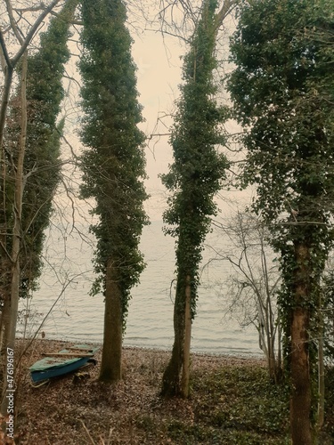 morning in the forest
