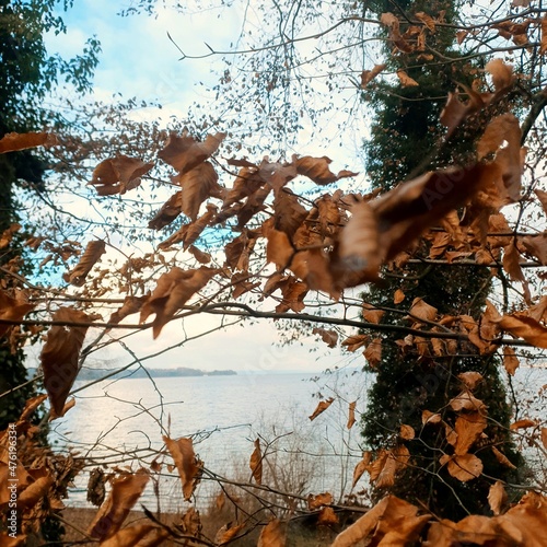 tree in autumn