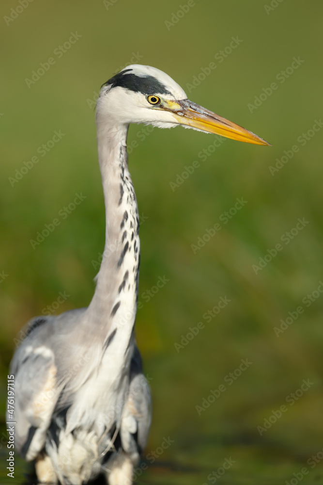 Close-up of a grey heron against green background