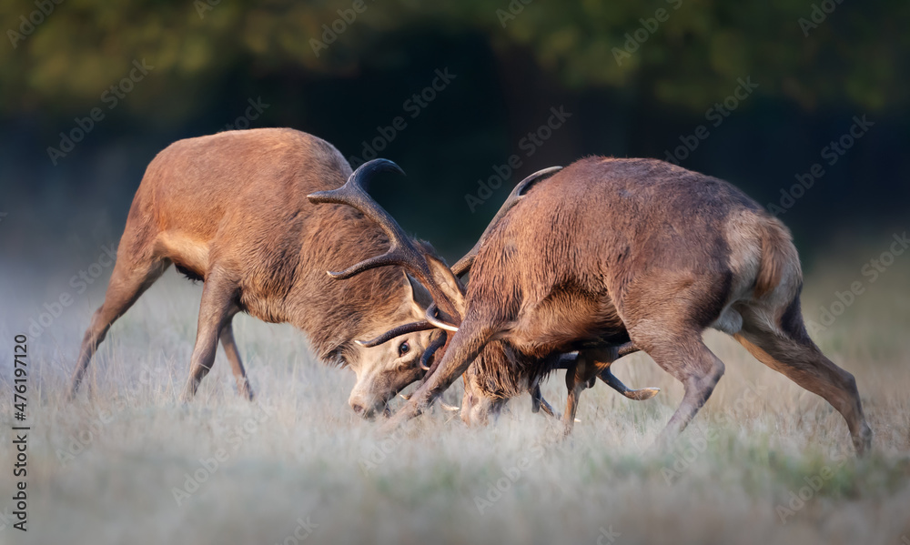 Fototapeta premium Red deer stags fighting during rutting season in autumn