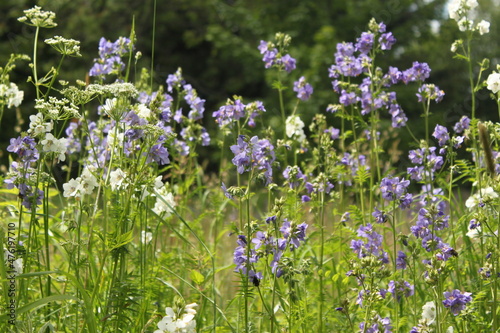 Polemonium, a blue or white flowering herb in mountainous areas