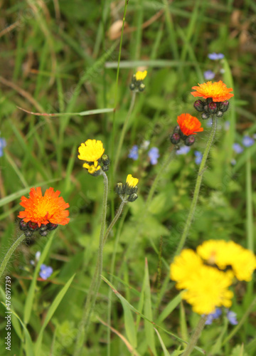 Pilosella aurantiaca and Hieracium canadense, mountain meadow in summer with yellow and orange flowers