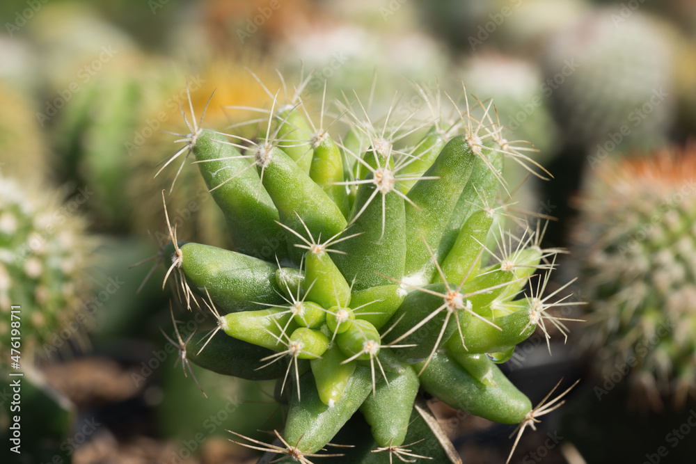 Top view of succulent plant with spines in sunlight with a blurred background. Top view of succulent plant with spines in sunlight with a blurred background.