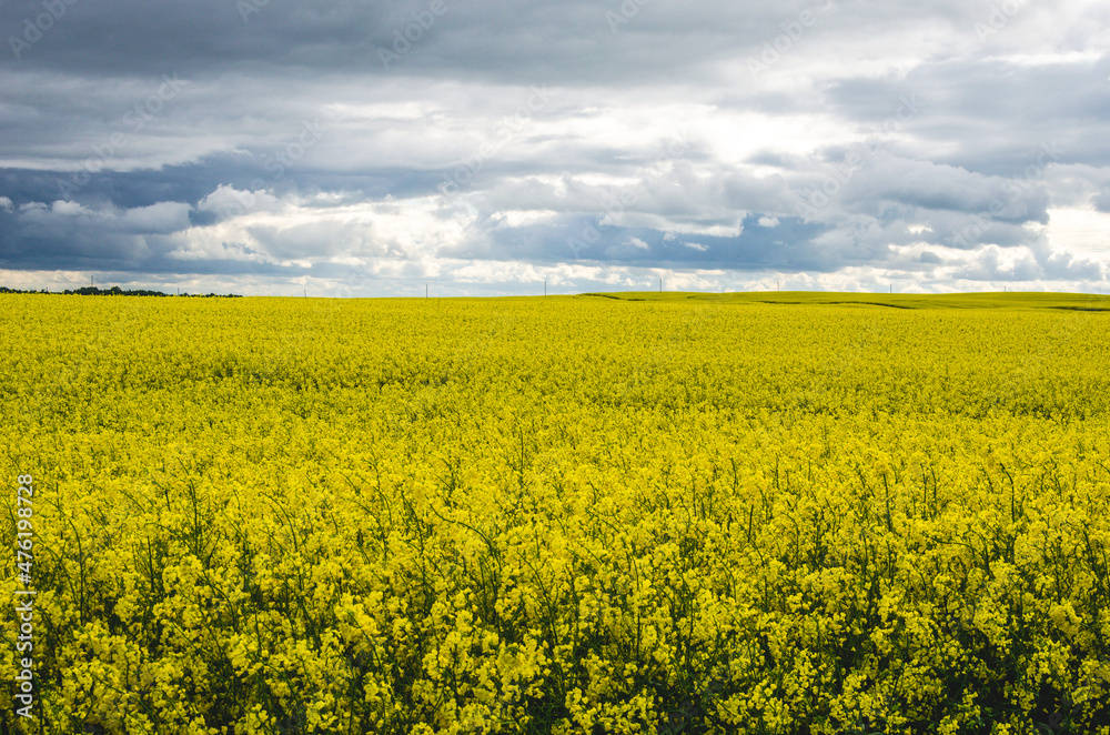 Blooming rapeseed field on a background of gray sky and clouds
