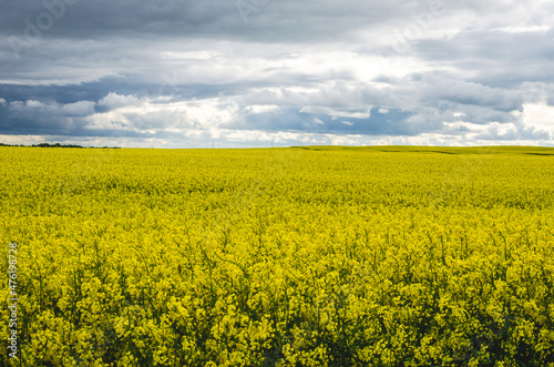 Blooming rapeseed field on a background of gray sky and clouds