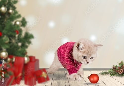 Cute domestic kitten plays on a Christmas background