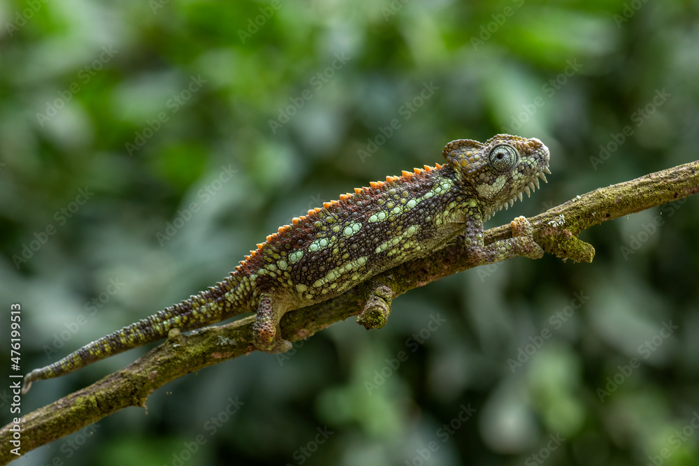 High-casqued Chameleon - Trioceros hoehnelii, beautiful colored lizard from African bushes and forests, Uganda.