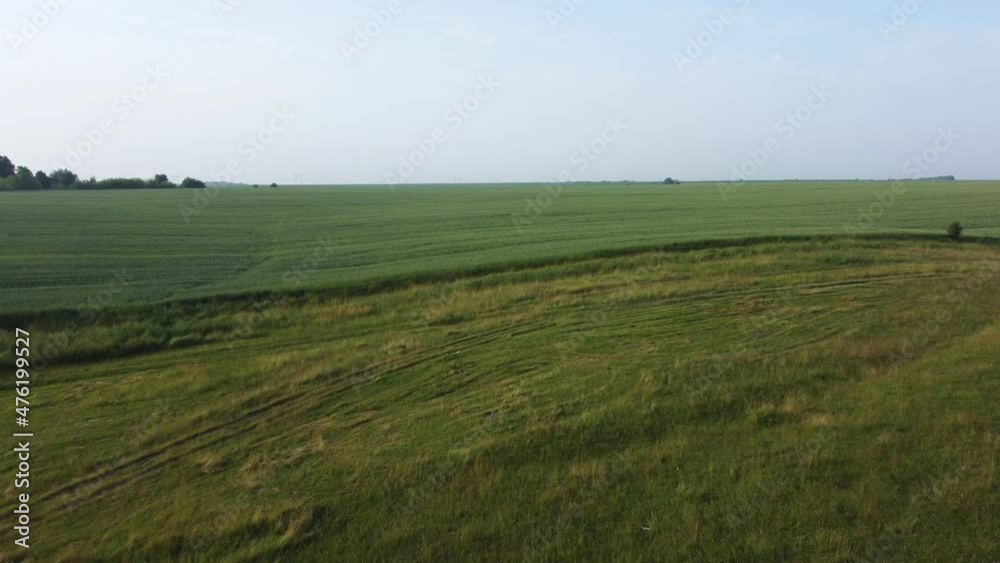 Aerial view of slightly hilly field of unripe green wheat Aerial view of slightly hilly field of unripe green wheat